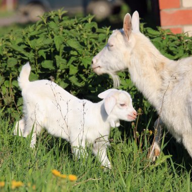 Keçi bir çayır üzerinde çocuklarla