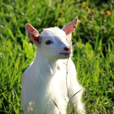 goatling bir çayır üzerinde