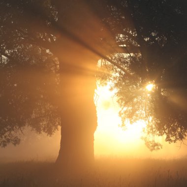 Meşe keyifli şafak