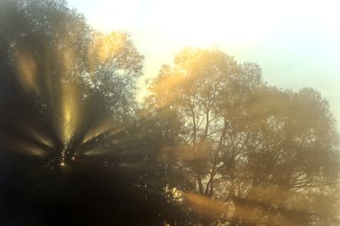 Güneş ışınları siste ağaçların arasından 