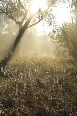 Oak Grove sisli sabah