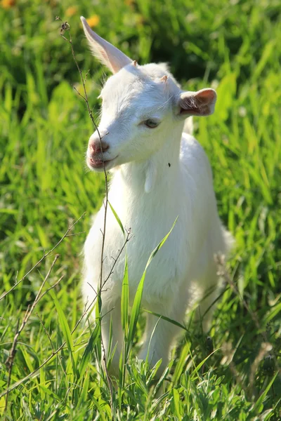 Ziegen auf einer Wiese — Stockfoto