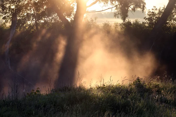 Delightful dawn in oak — Stock Photo, Image