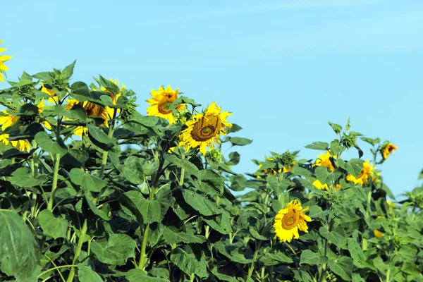 Zonnebloemen tegen de blauwe lucht — Stockfoto