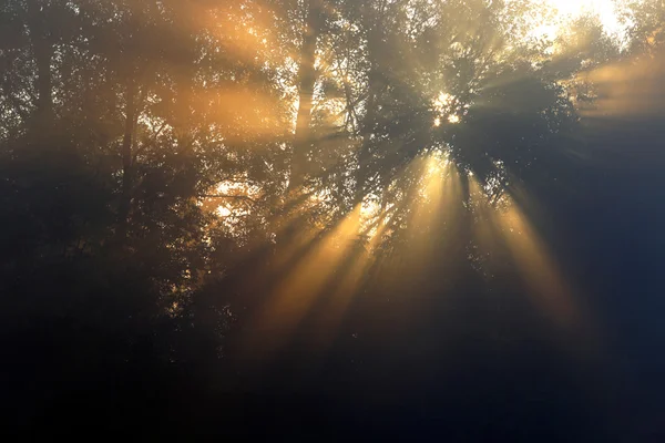 Солнечные лучи сквозь деревья в тумане — стоковое фото
