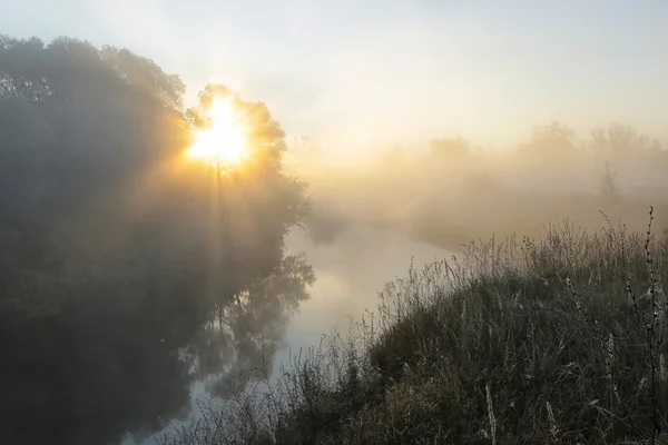 霧の中で木 々の間から太陽光線 — ストック写真