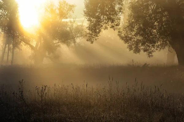 A fák, a köd a nap sugarai — Stock Fotó