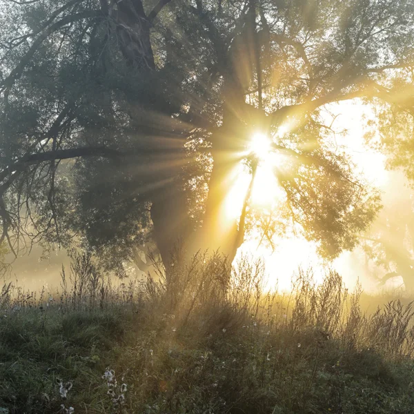 Rayons du soleil à travers les arbres dans le brouillard — Photo