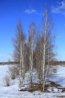 Bir alanda kışın huş ağacı