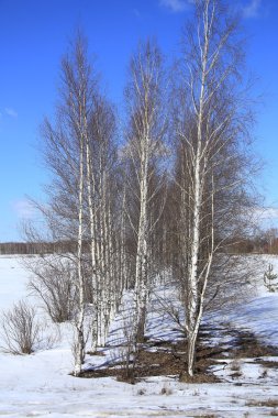 Birch erken baharda karlı bir alanda manzara resimleri