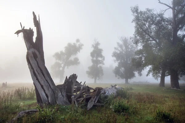Misty autumn morning — Stock Photo, Image