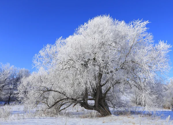 Vinterlandskap i frostiga ottan — Stockfoto