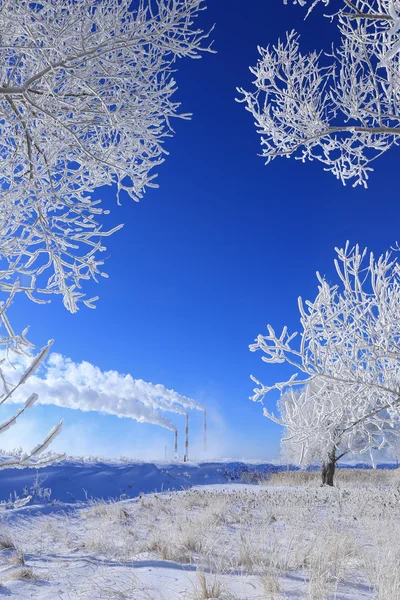 Árvores em hoarfrost — Fotografia de Stock