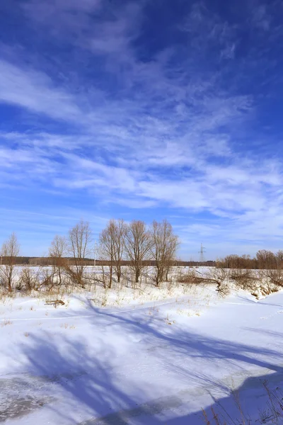 Oak trees in winter — Stock Photo, Image