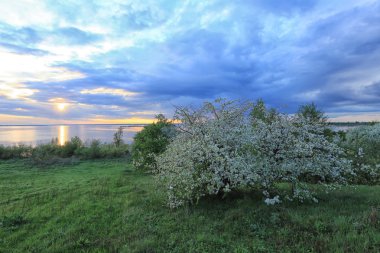 nehir kıyısında çiçek açması elma ağacı