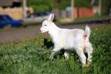 goatling bir çayır üzerinde