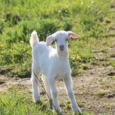 goatling bir çayır üzerinde