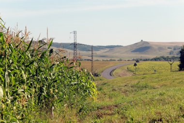 bir alanda mısır