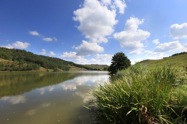 nehir orman kenarında