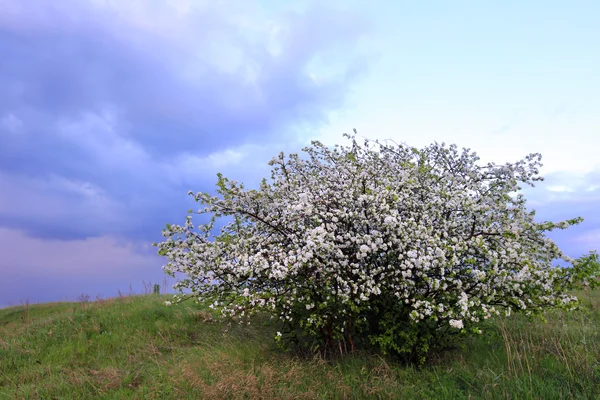 Nehir kıyısında çiçek açması elma ağacı — Stok fotoğraf