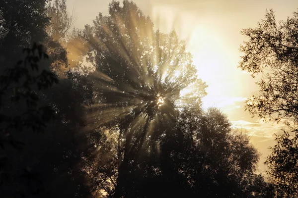 Stigande solens strålar genom träden — Stockfoto