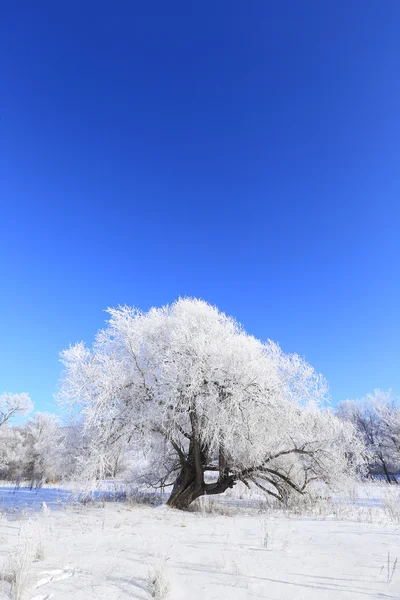 Зимовий пейзаж в морозі — стокове фото