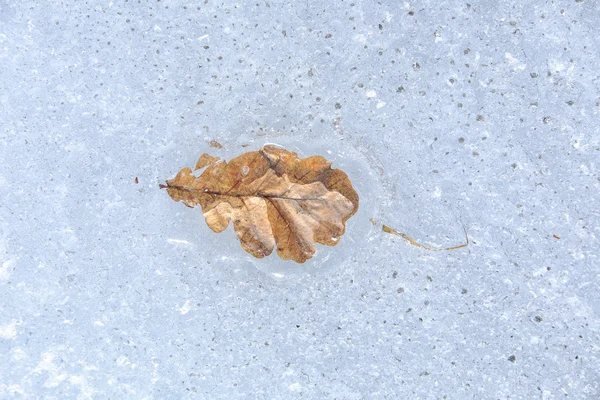 Hoja de roble en el hielo — Foto de Stock