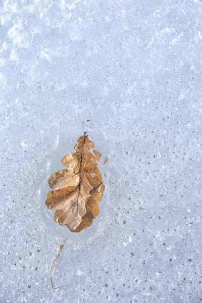 Φύλλο βελανιδιάς στον πάγο — Φωτογραφία Αρχείου
