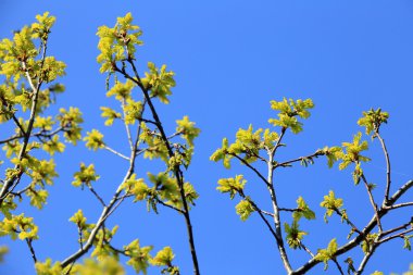 Genç yapraklarda Şubesi