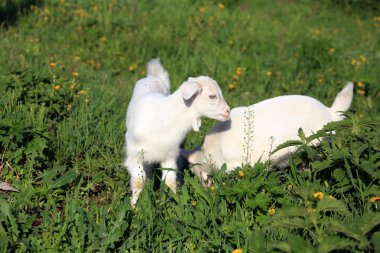 goatling bir çayır üzerinde