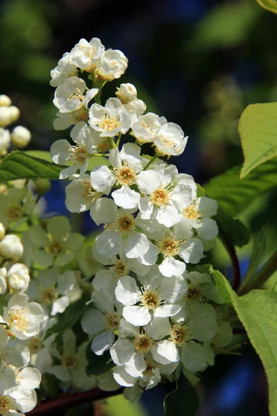 Bird-cherry tree blossoms — Stock Photo, Image