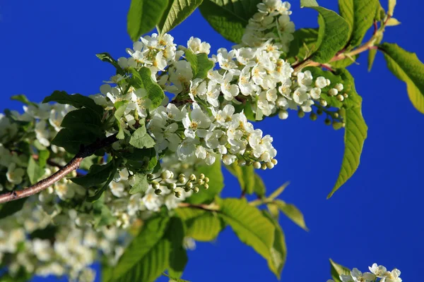 Fleurs de cerisier-oiseau — Photo