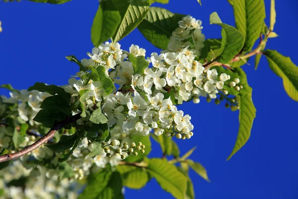 Vogelkers boom blossoms — Stockfoto