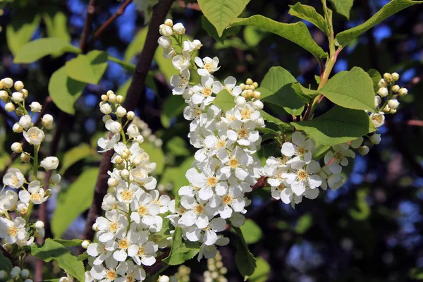 Fågel-cherry tree blommor — Stockfoto