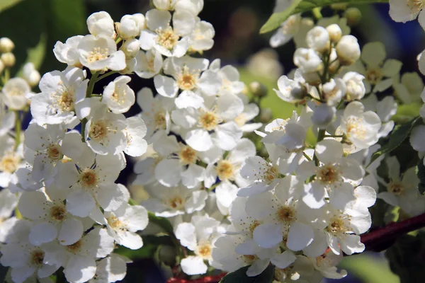 Bird-cherry tree blossoms — Stock Photo, Image