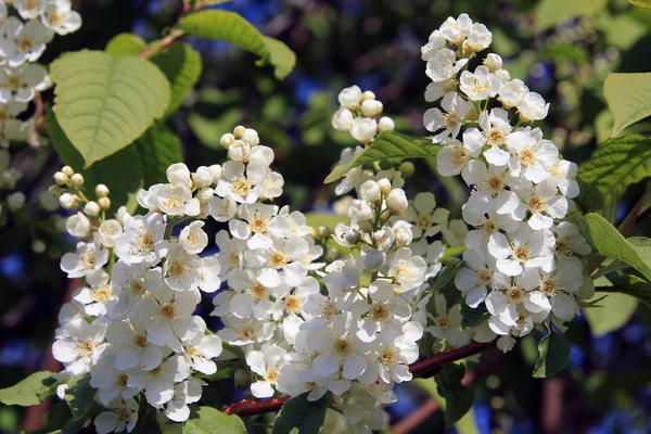 Bird-cherry tree blossoms — Stock Photo, Image