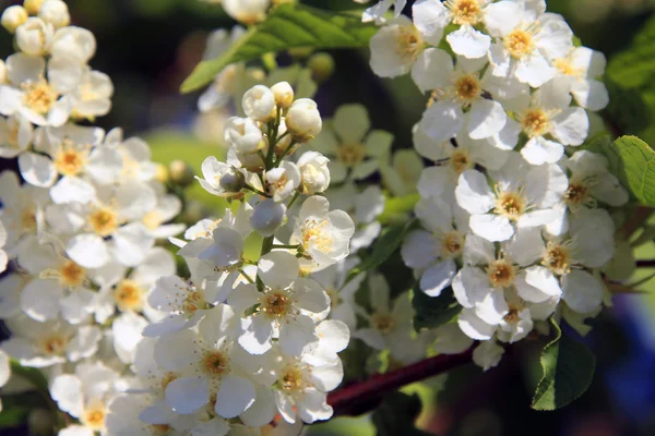 Flor de árvore de cereja de pássaro — Fotografia de Stock