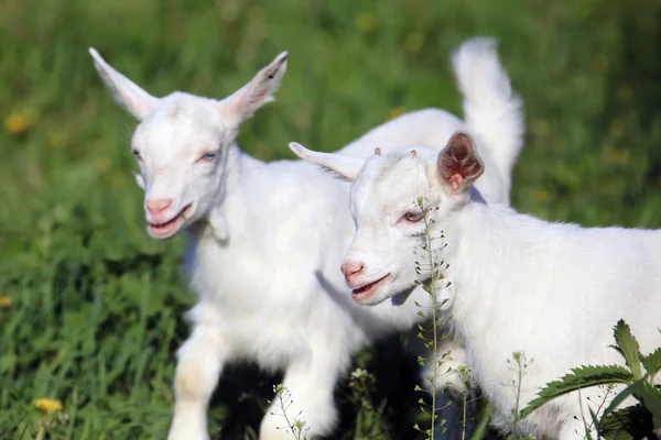 Goatling na łące — Zdjęcie stockowe