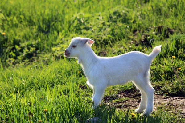 Chèvre sur une prairie — Photo