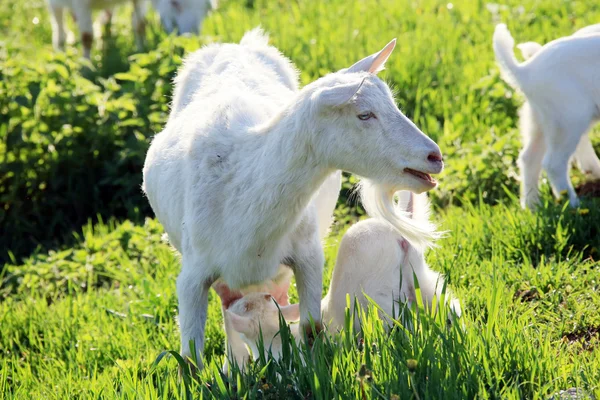 Chèvre avec des enfants dans une prairie — Photo