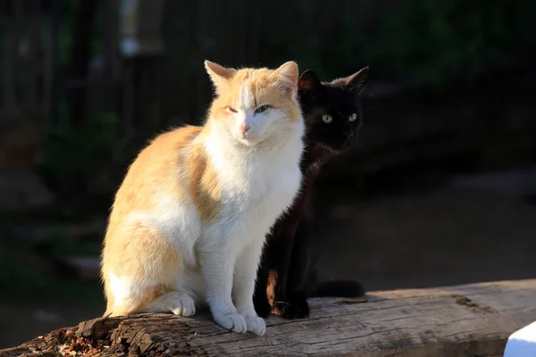 two cats in the garden