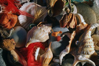 taşlar ve kabukları