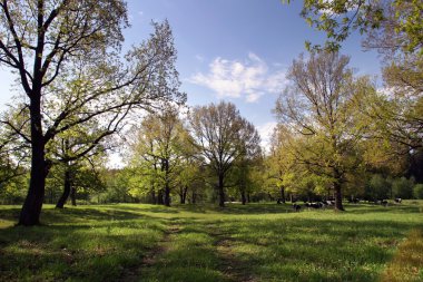 Oakwood bahar günü