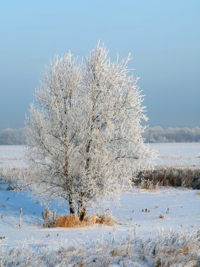 kar yağışı kış orman