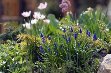 narin çiçekler bitkiler