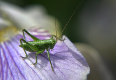 çekirge bir çiçek üzerinde