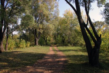 Nehir kıyısında söğüt