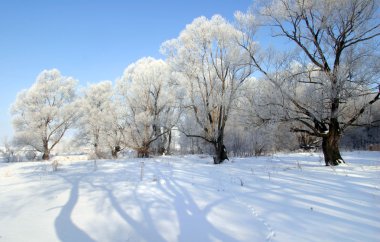 güzel bir kış sabahı