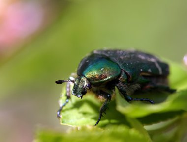 Güzel bahar çiçekleri
