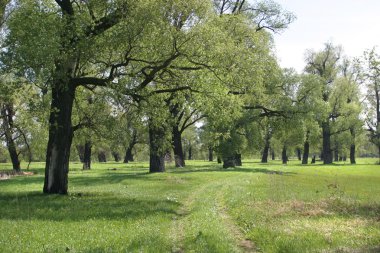 Güzel yaz manzarası